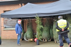 sapins 1
